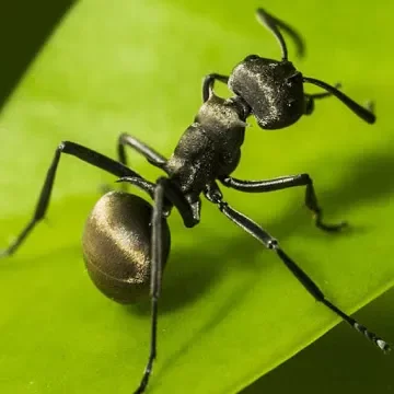 Planet Ant